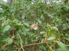 Akebia trifoliata