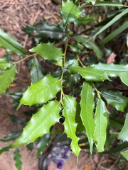 Prunus spinulosa