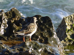 Arenaria interpres interpres