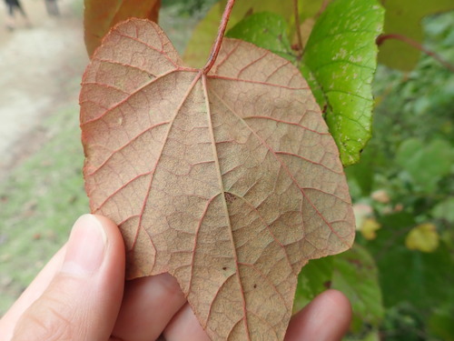 Image of Vitis ficifolia by (c) Yoshihiro Tokue, some rights reserved (CC BY)