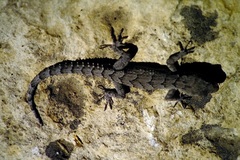 Mediodactylus orientalis