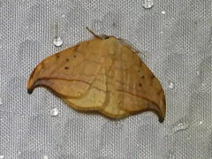 Drepana arcuata