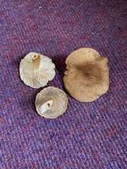 Lactarius subdulcis