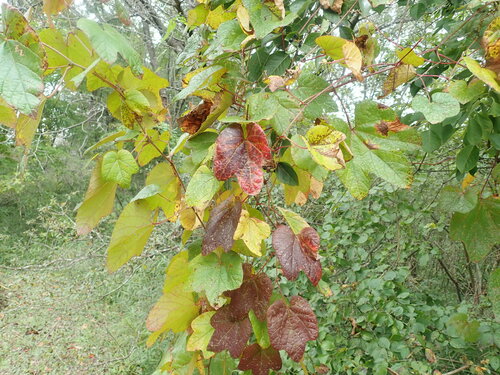 Image of Vitis ficifolia by (c) Yoshihiro Tokue, some rights reserved (CC BY)