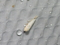 Microcrambus biguttellus