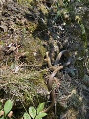 Zamenis longissimus