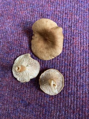 Lactarius subdulcis