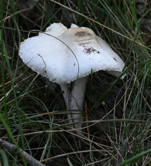 Macrolepiota mastoidea