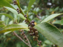 Eurya japonica