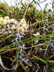 Anaphalis morrisonicola