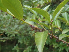 Eurya japonica