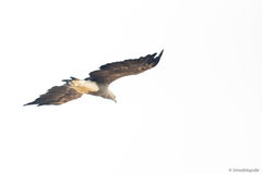 Haliaeetus ichthyaetus