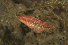 Oxycheilinus bimaculatus