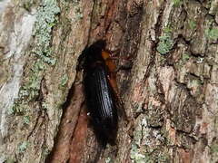 Harpalus pensylvanicus