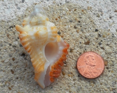 Muricidae