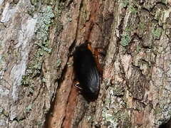 Harpalus pensylvanicus