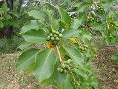 Dendropanax trifidus