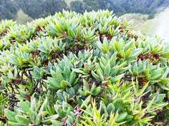 Rhododendron pseudochrysanthum