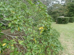 Dendropanax trifidus
