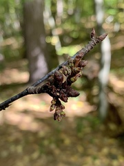 Eriophyes betulae