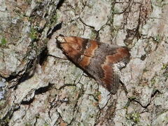 Acrobasis angusella