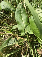 Rumex acetosa