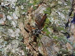 Ischnus inquisitorius