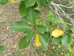 Dendropanax trifidus
