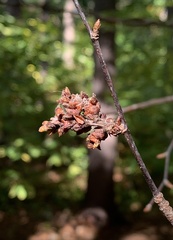 Eriophyes betulae