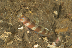 Amblyeleotris periophthalmus