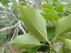 Dendropanax trifidus