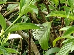 Appias libythea olferna