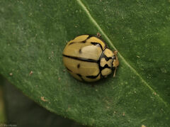 Harmonia testudinaria