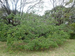 Dendropanax trifidus