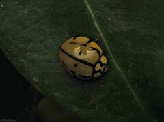 Harmonia testudinaria