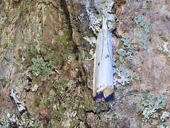 Microcrambus
