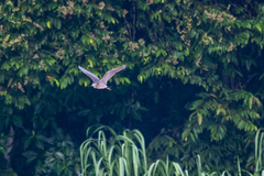 Nycticorax nycticorax