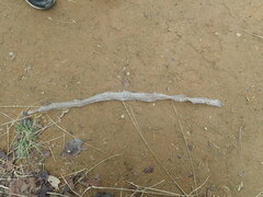 Elaphe quadrivirgata