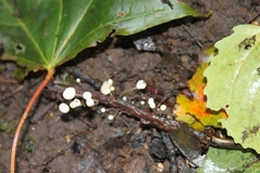 Marasmius epiphyllus