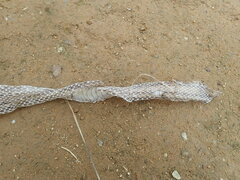 Elaphe quadrivirgata