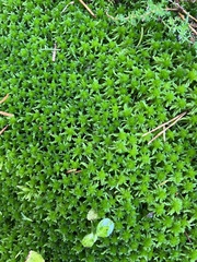 Sphagnum girgensohnii