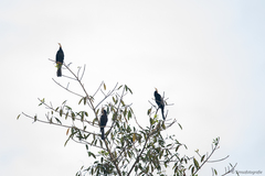 Anhinga melanogaster