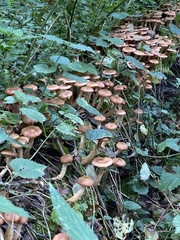 Armillaria borealis