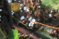 Marasmius epiphyllus