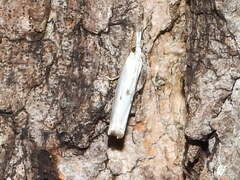 Microcrambus