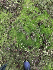 Sphagnum girgensohnii