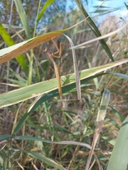 Mantis religiosa