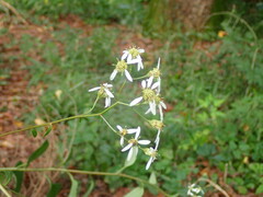 Aster scaber