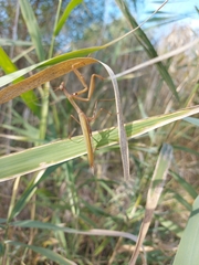 Mantis religiosa