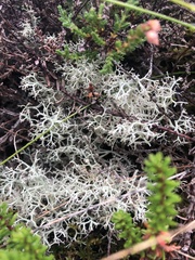 Cladonia portentosa